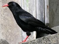 Red Beaked Chough