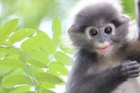 Cute Monkeys.jpg