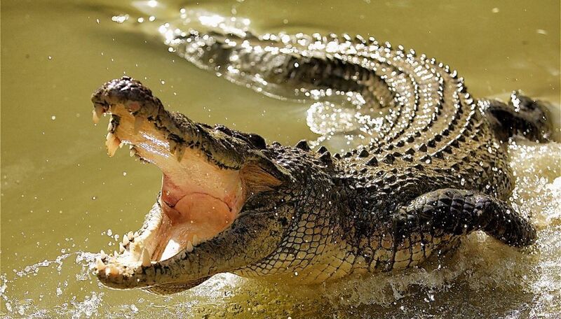 File:Large-Crocodiles.jpg